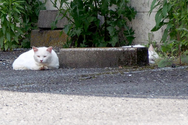 車留めから覗く右側