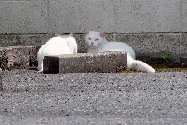 日陰に座りちらりと見るシュニ