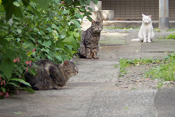 モコ丸とハクとタビゾンヌ