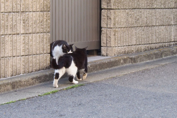 接近墨とスミレ