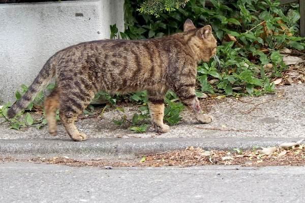 普通に歩く怪我したロキ