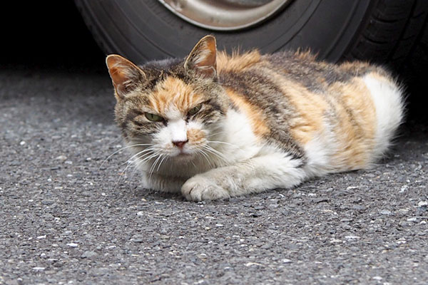 睨んむ三毛猫さん