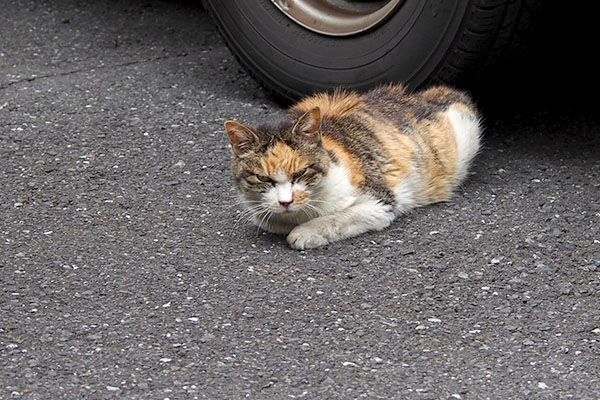 微動だにしない三毛猫さん