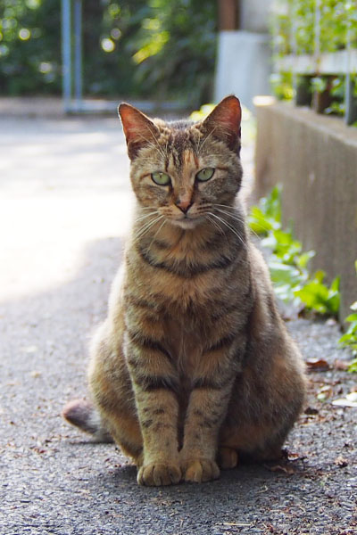 ２週間前のサキちゃん