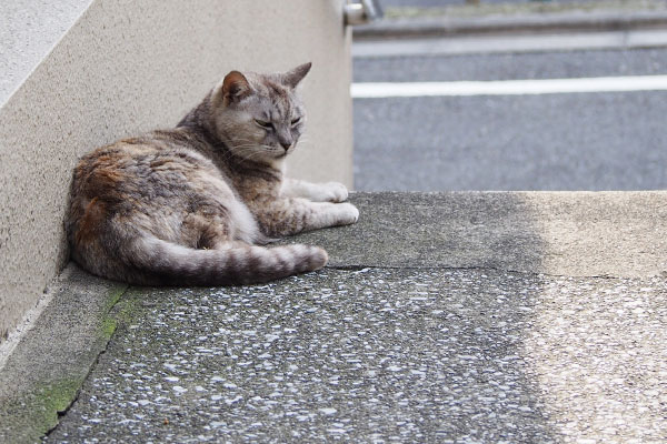 銀ちゃんは離れて待つ