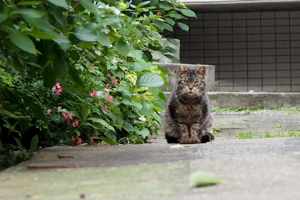 モコ丸君