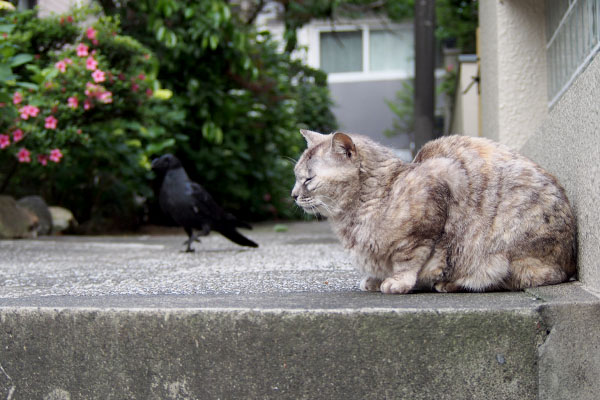 銀ちゃんとカラス