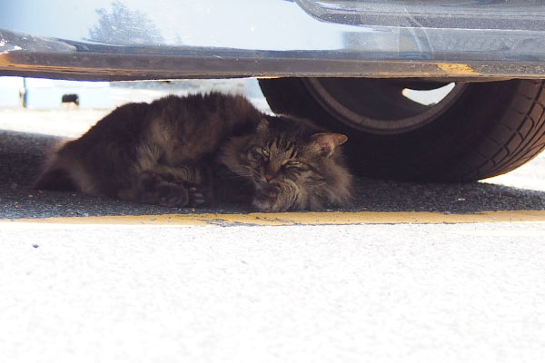 車の下のモフキジ君