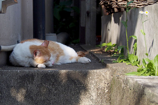 茶白ちゃんみっけ