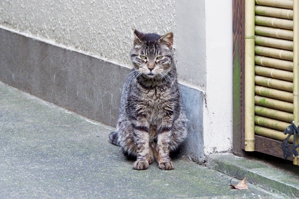 モコ丸君おやつが出て来るのを待つ