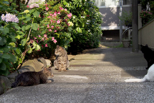 ４ねこ