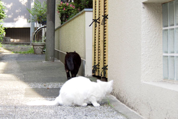 タンちゃん鳴きながら退場