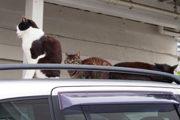 4cats_1