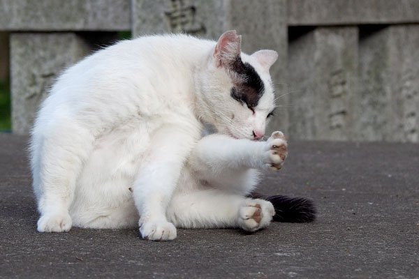 気晴らしの毛繕い