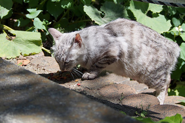 食べるシルバ