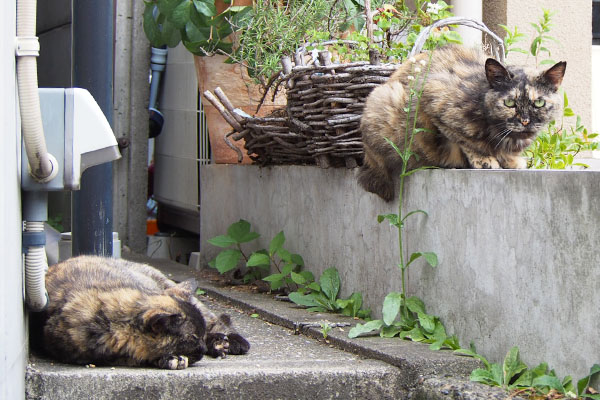 サビーヌの下にはサビチッチ