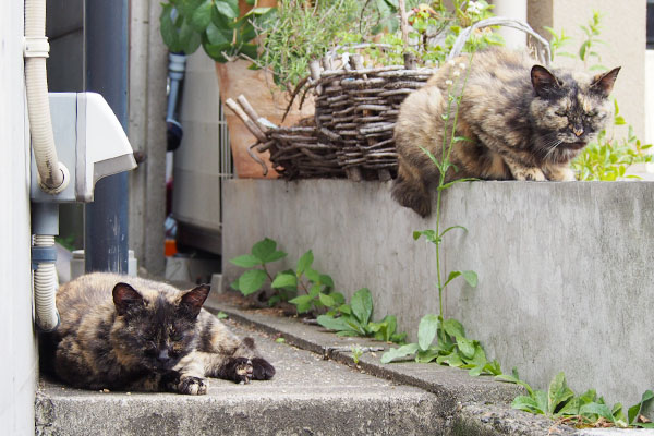 サビチッチに睨まれる