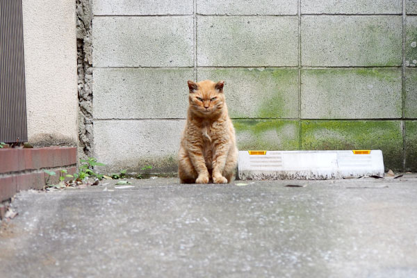 ワンコ集団が通過していた