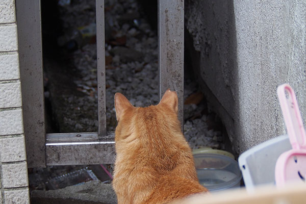 中に行けない茶トラ君