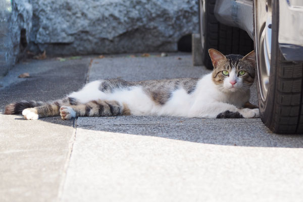 レオ太の全身