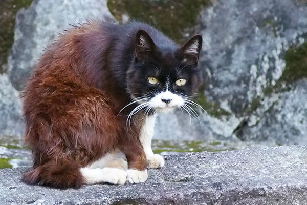 ご馳走さまにゃなカラ