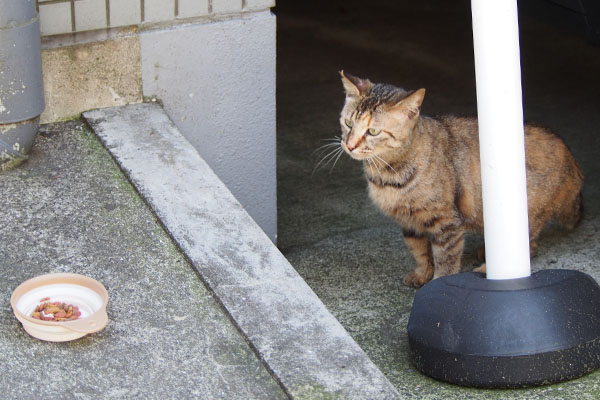 サキちゃん登場