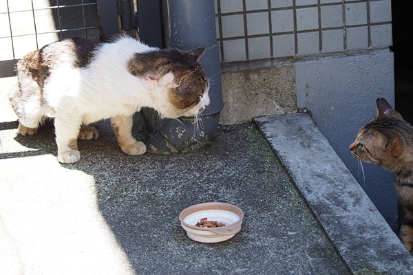 サキを見つけたドンちゃん