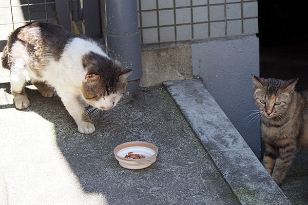 咥えようとしているドンちゃん