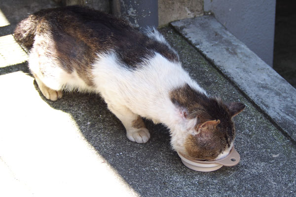 口にがばっと入れるドンちゃん