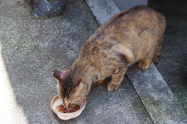 食べるサキちゃん