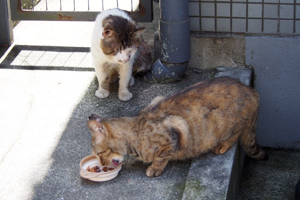 待ってるドンちゃん