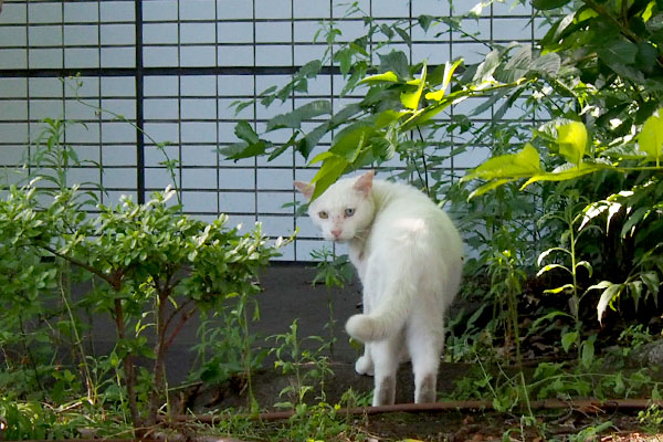 シュニの後ろ振り返り