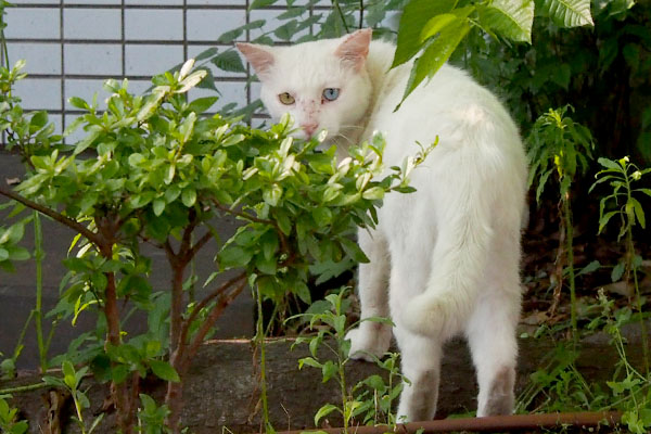 角度をかえつつクローズアップ