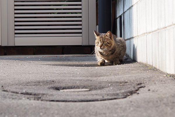 トッキー端っこで