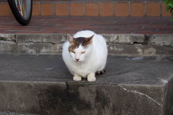 ちんまりジェイ君