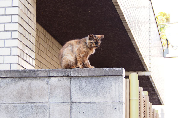 塀の上のチイちゃん