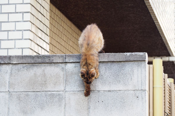 塀から降りて来るとこ