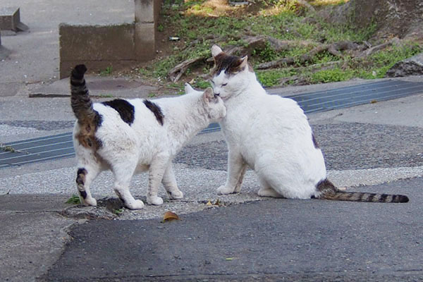 しっぽを立ててスリスリするリボン