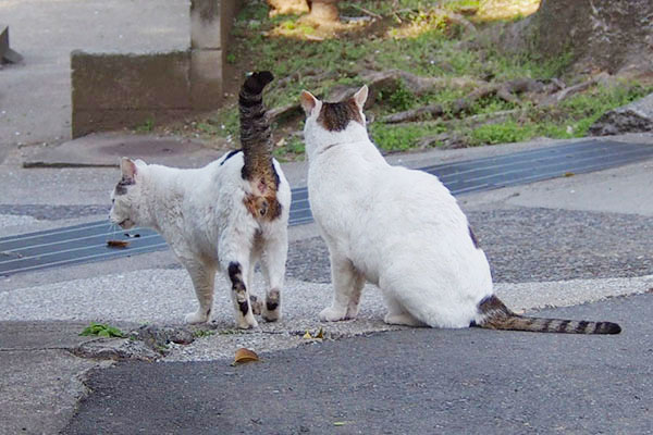 嬉しそうなリボンのしっぽ