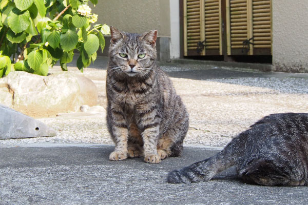 前足の斑点模様