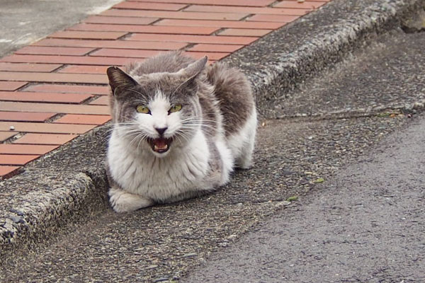 地面の端っこ姉にゃんニャー