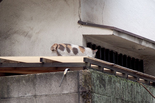 覗きですかみけ姐さま