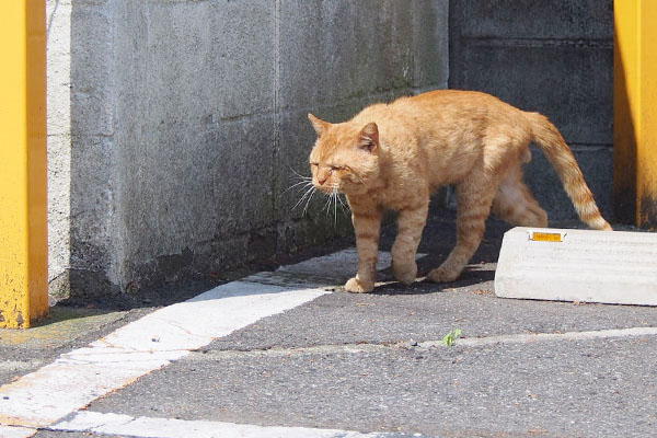 良い表情で歩くコルレ