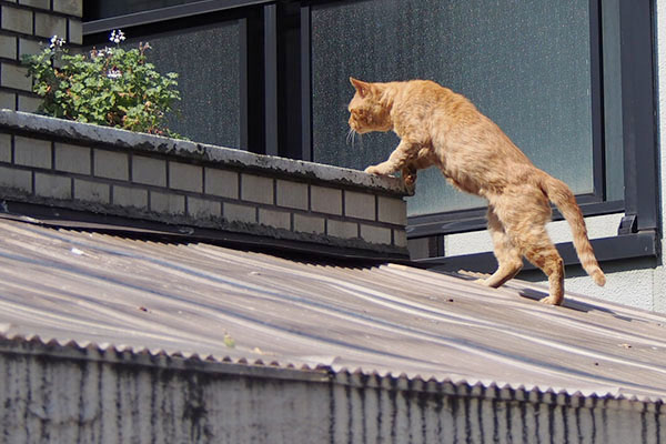 ベランダ邸へ入るところコルレ