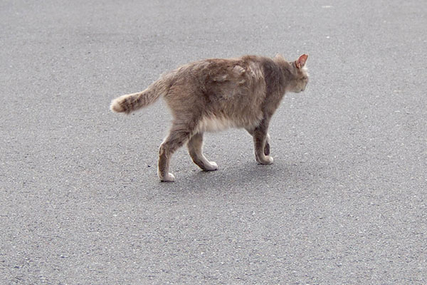 ボサボサな感じで移動