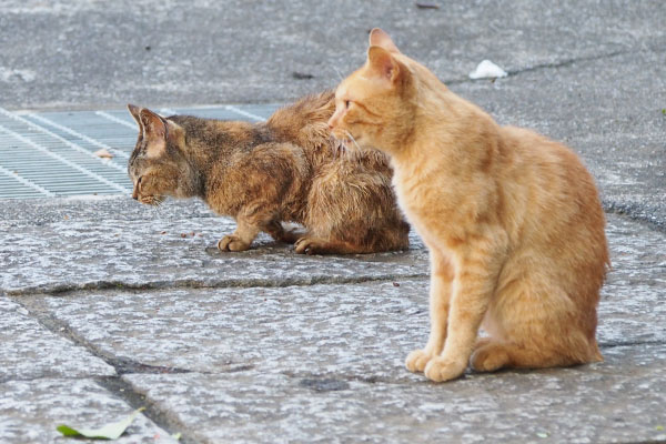 待つ猫ナチャルル