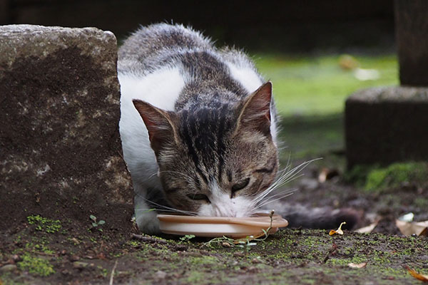 食べるレオ太