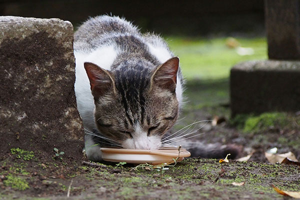 食べるレオ太2