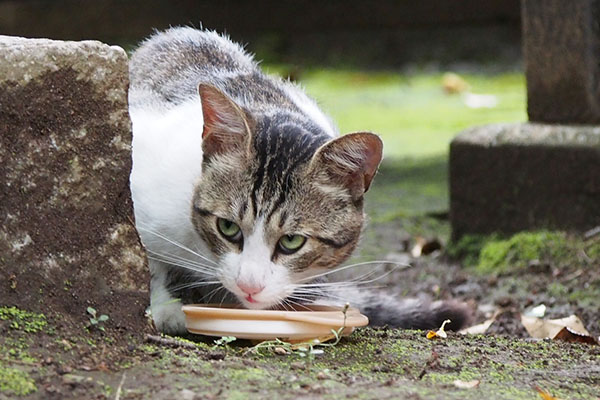 食べながらチラ見のレオ太