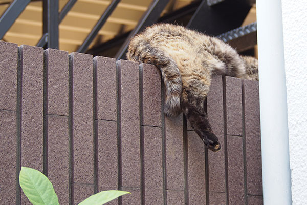 少し離れた場所でお尻だけ